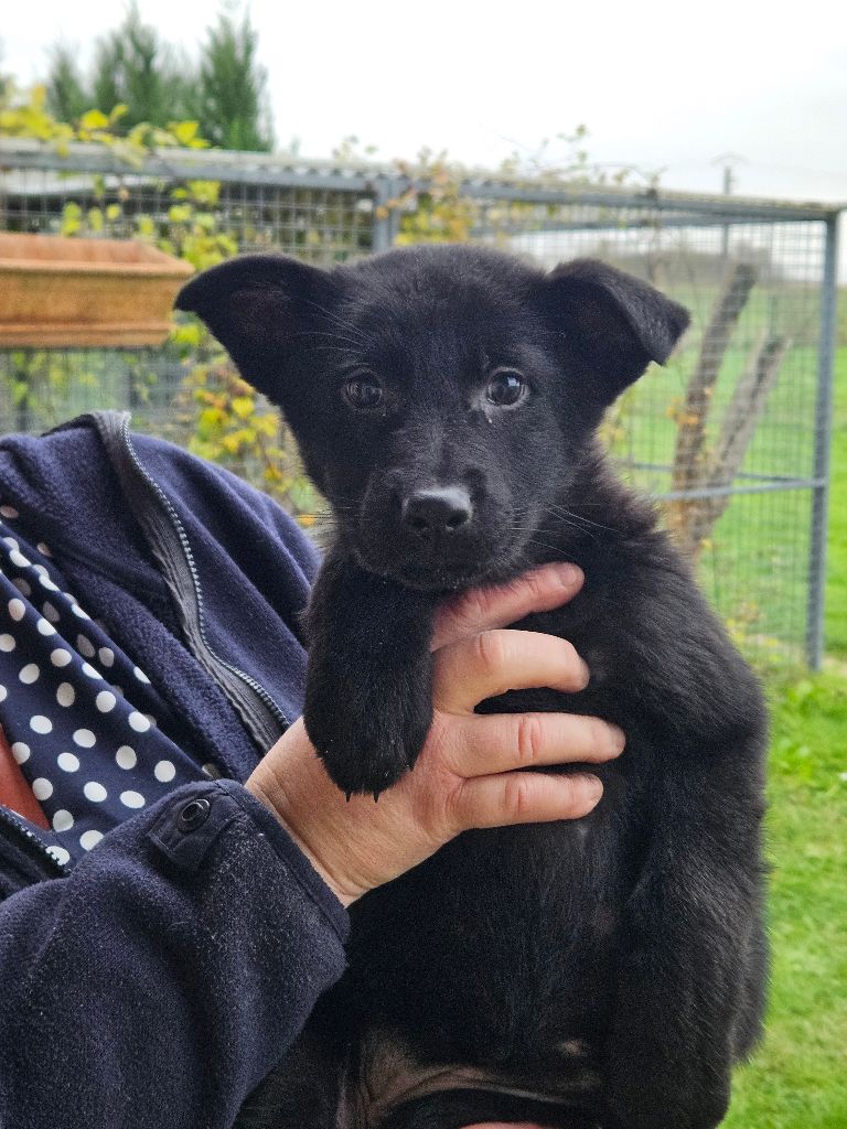 De La Légende De Chantevent - Chiot disponible  - Berger Allemand