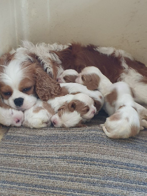 De La Légende De Chantevent - Cavalier King Charles Spaniel - Portée née le 09/02/2024