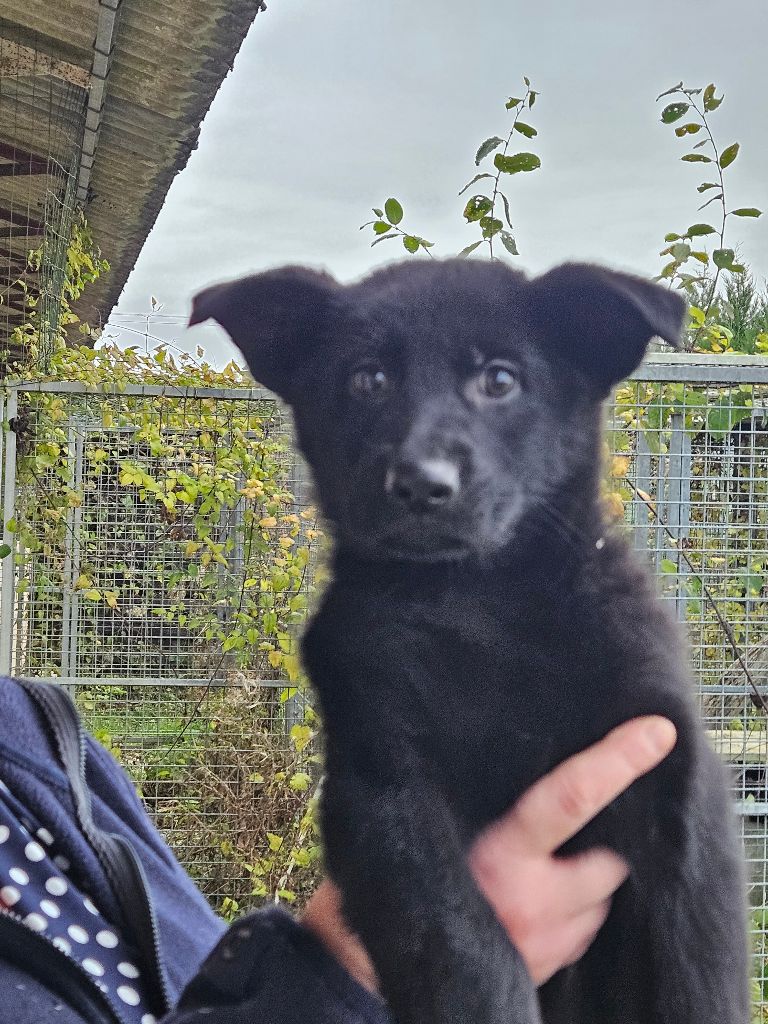 De La Légende De Chantevent - Chiot disponible  - Berger Allemand