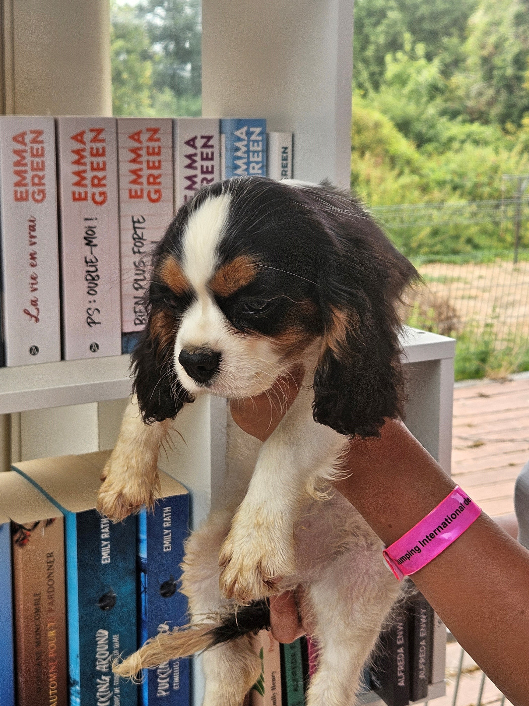De La Légende De Chantevent - Chiots disponibles - Cavalier King Charles Spaniel