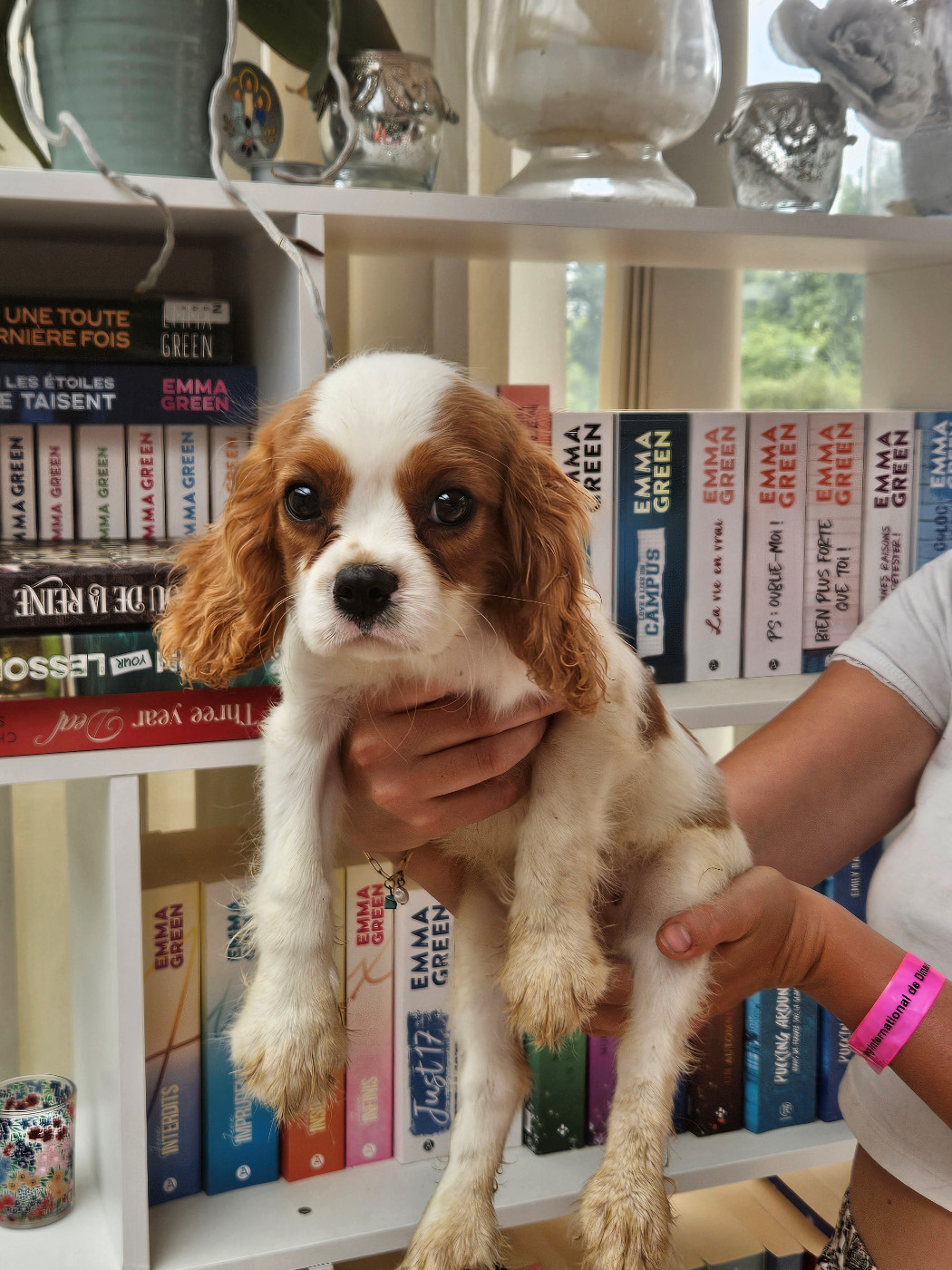 De La Légende De Chantevent - Chiots disponibles - Cavalier King Charles Spaniel