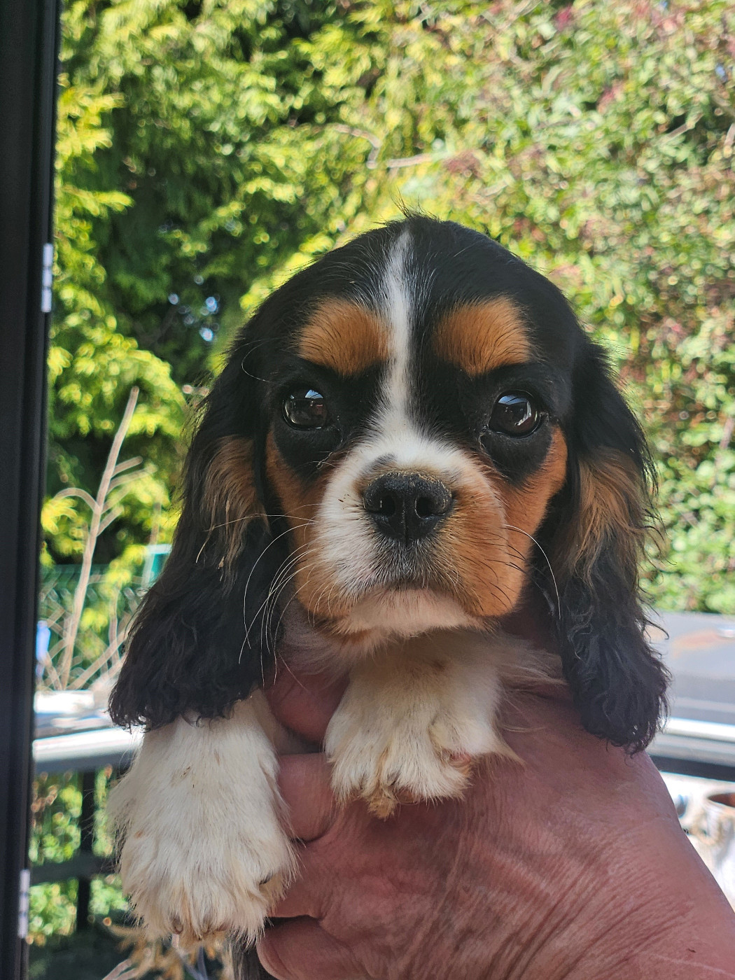 De La Légende De Chantevent - Chiots disponibles - Cavalier King Charles Spaniel