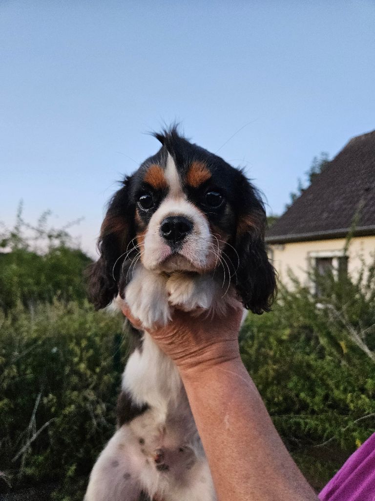 De La Légende De Chantevent - Chiots disponibles - Cavalier King Charles Spaniel